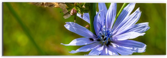 Dibond - Paarse Wilde Cichorei Bloem in Hoog Gras - 60x20 cm Foto op Aluminium (Wanddecoratie van metaal)