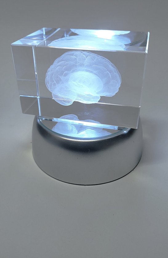 Anatomie model hersenen - 3D glazen blok - met verlichtingsdisplay - verpleegkundige cadeau/ dokter cadeau/ geneeskunde cadeau