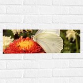 Muursticker - Bloem - Vlinder - Dier - Kleuren - 60x20 cm Foto op Muursticker