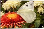 Tuinposter – Bloem - Vlinder - Dier - Kleuren - 75x50 cm Foto op Tuinposter (wanddecoratie voor buiten en binnen)