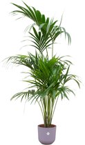 Green Bubble - Kentia palm inclusief elho Jazz Round lavender lilac Ø26 - 180 cm