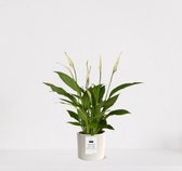 Spathiphyllum kamerplant in sierpot Very Potter 'Potverdorie wat een mooi huis' - Creme - Luchtzuiverende Lepelplant - 35-50cm - Ø13 - Met keramieken bloempot - vers uit de kwekerij - uniek cadeau