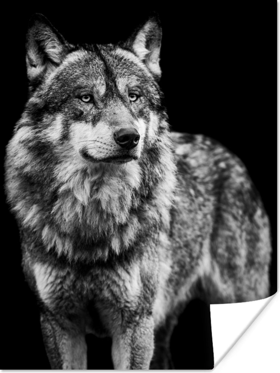 Poster Wolf - Dieren - Wild - Zwart - Wit - 60x80 cm