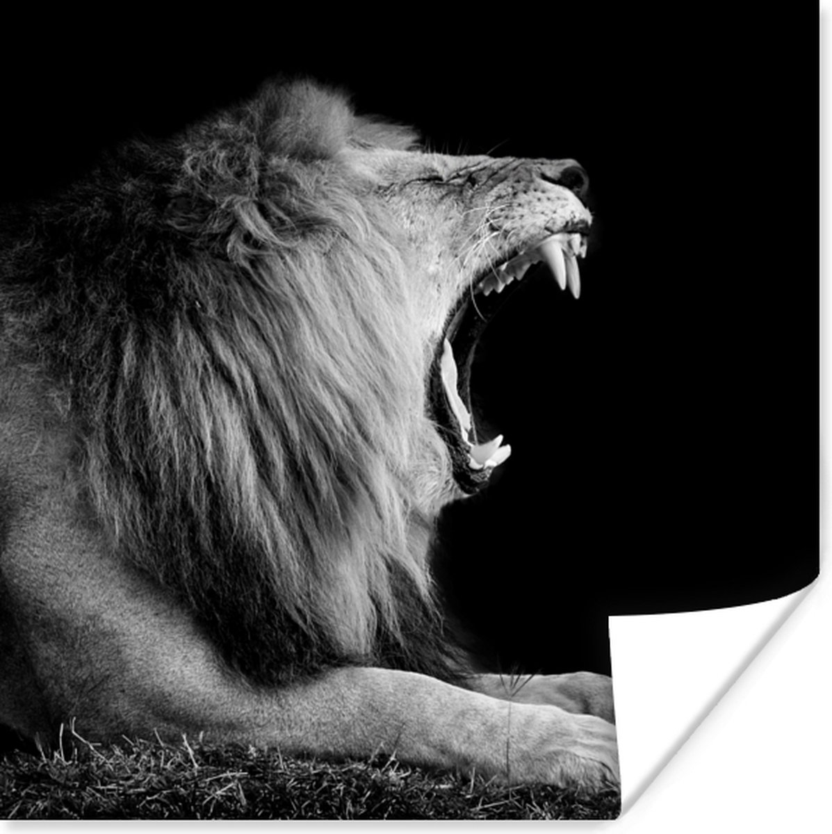 Poster Leeuw - Wilde dieren - Gras - Zwart - Wit - 50x50 cm