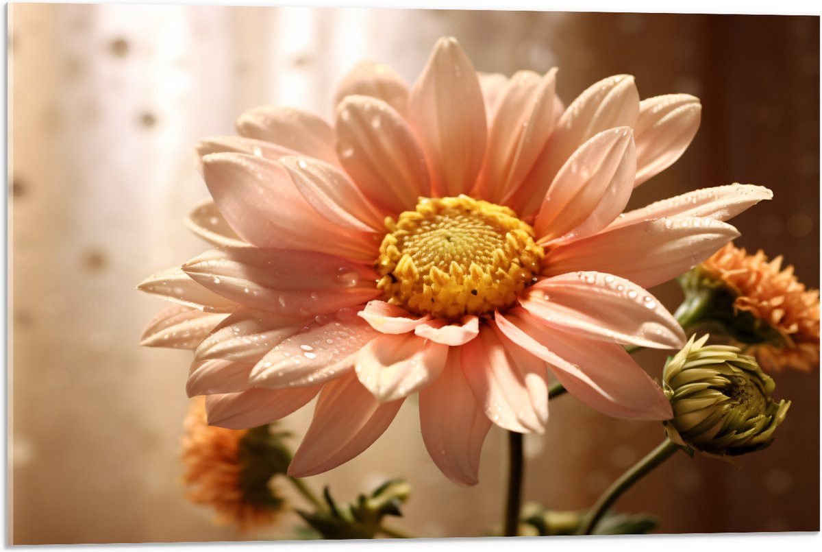 Acrylglas - Licht Roze Chrysanten Bloem met Doorschijnende Gordijnen als Achtergrond - 75x