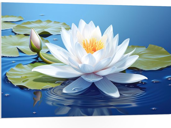 PVC Schuimplaat - Wit Vol Bloeiende Waterlelie op Water en Leliebladeren - Bloemen - 105x70 cm Foto op PVC Schuimplaat (Met Ophangsysteem)