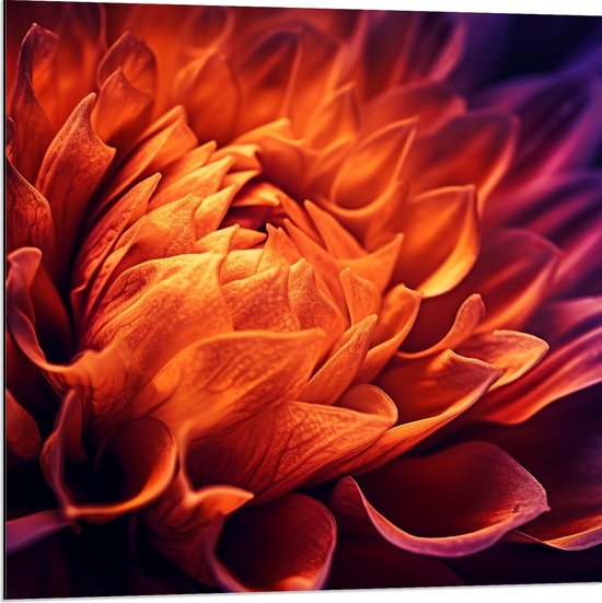 Dibond - Mooie Grote Oranje met Paarse Dahlia Bloem - 80x80 cm Foto op Aluminium (Wanddecoratie van metaal)