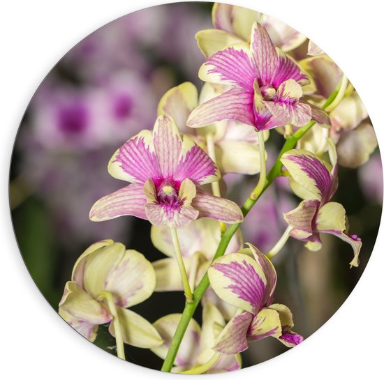 Dibond Muurcirkel - Paars met groene orchidee bloemen met andere orchidee bloemen op de achtergrond - 90x90 cm Foto op Aluminium Muurcirkel (met ophangsysteem)