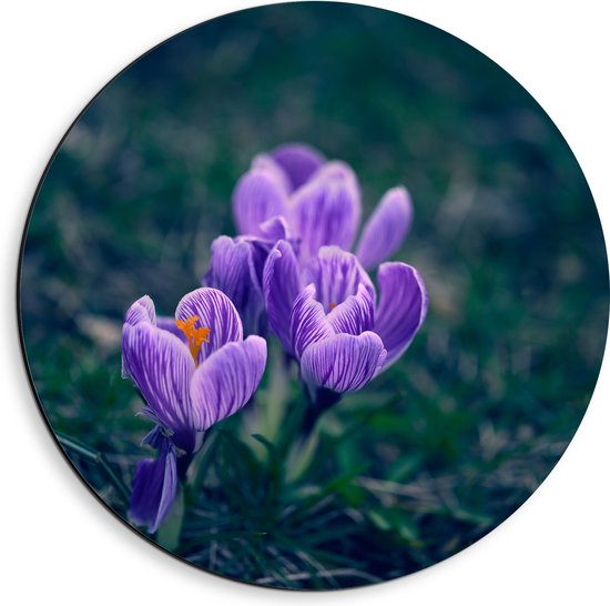 Dibond Muurcirkel - Paarse Bonte Krokus Bloemen met Donkere Achtergrond - 40x40 cm Foto op Aluminium Muurcirkel (met ophangsysteem)