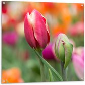 Tuinposter – Donker roze tulpen die nog aan het uitkomen zijn - Bloemen - 100x100 cm Foto op Tuinposter (wanddecoratie voor buiten en binnen)