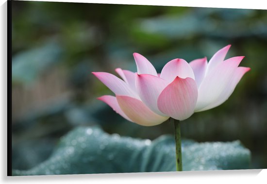 Canvas - Wit met Roze Lotus Bloem Voor Donker Groene Bladeren - 120x80 cm Foto op Canvas Schilderij (Wanddecoratie op Canvas)