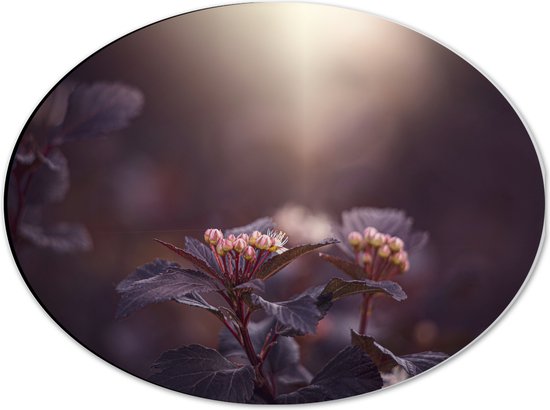 Dibond Ovaal - Paarse Physocarpos Bloemen met Zonlicht erop Schijnend - 40x30 cm Foto op Ovaal (Met Ophangsysteem)