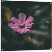Tuinposter – Paarse Cosmea Bloem met Donker Groene Achtergrond - 100x100 cm Foto op Tuinposter (wanddecoratie voor buiten en binnen)