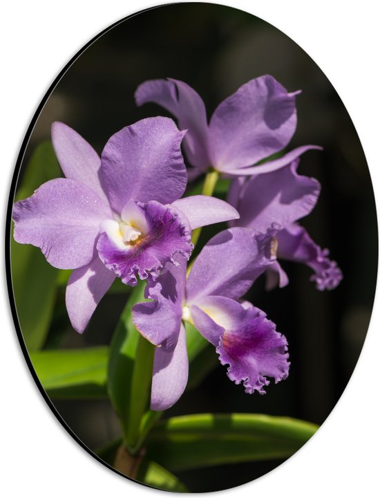 Dibond Ovaal - orchidee met witte knopjes en diverse paarse tinten - Bloem - 21x28 cm Foto op Ovaal (Met Ophangsysteem)
