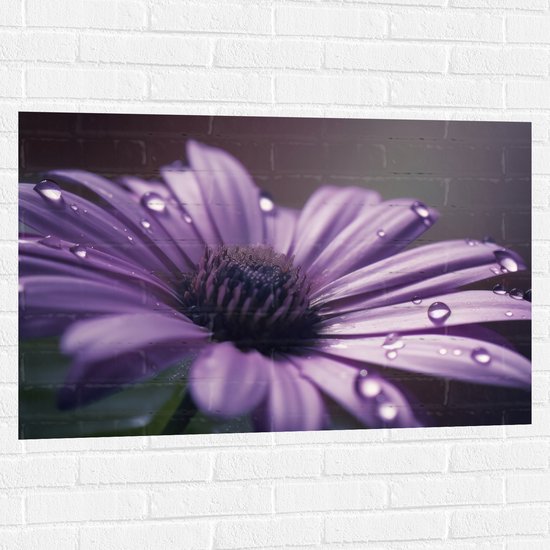 Muursticker - Paarse Margriet met Waterdruppels erop - Bloemen - 105x70 cm Foto op Muursticker