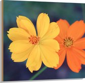 Hout - Fel Oranje en Gele Cosmos Bloemen voor Donker Groene Achtergrond - 100x100 cm - 9 mm dik - Foto op Hout (Met Ophangsysteem)
