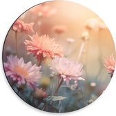 Dibond Muurcirkel - Roze Chrysanten met Wazige Achtergrond en Oranje Zonlicht - Bloemen - 30x30 cm Foto op Aluminium Muurcirkel (met ophangsysteem)