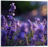 PVC Schuimplaat - Lavendel Planten in Grasveld in de Avond - Bloemen - 50x50 cm Foto op PVC Schuimplaat (Met Ophangsysteem)