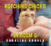 Life Cycles in Room 6- Hatching Chicks in Room 6