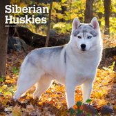 Siberian Husky Kalender 2024