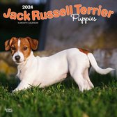 Jack Russell Terrier Puppies Kalender 2024