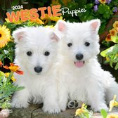 West Highland White Terrier Puppies Kalender 2024