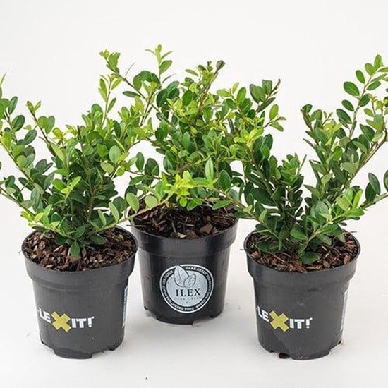 Drie jonge Japanse hulst planten in zwarte potten met 'EXIT!' logo.