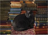 Cobble Hill puzzel Library Cat - 1000 stukjes