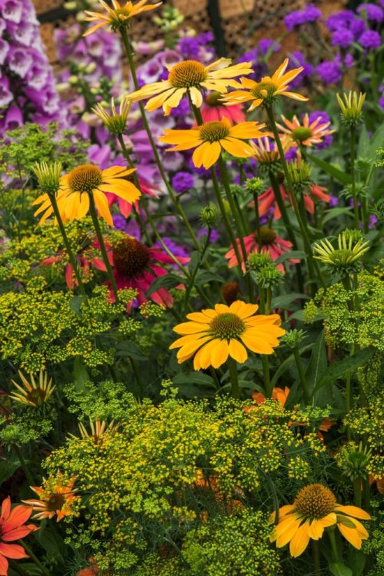 3 stuks | Echinacea 'Cheyenne Spirit' P9 cm