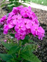 3 stuks | Phlox (P) Purple Flame P9 cm