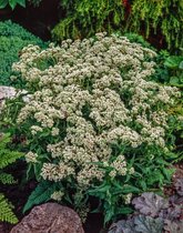 3 stuks | Eupatorium perfoliatum P9 cm