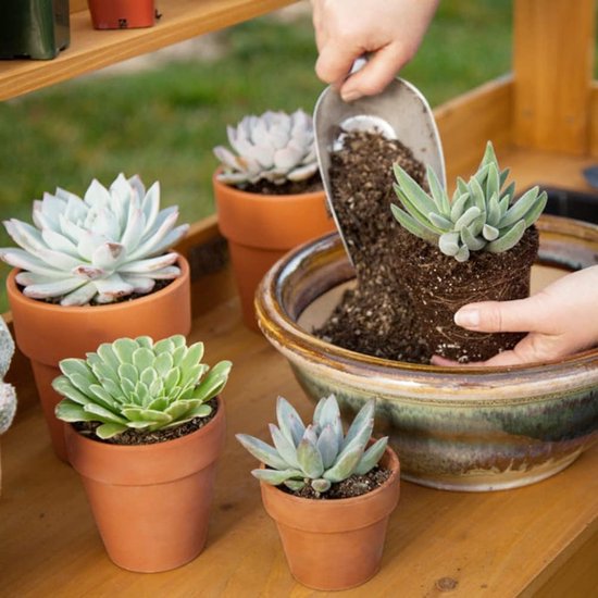 Cerkkapo Lot De 12 Mini Pots En Terre Cuite 7x6cm Avec Trou De Drainage - Idéal Plantes Succulentes