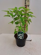 Hydrangea arborescens 'Annabelle' C3 40-50 cm - Bladverliezend - Bloeiende plant - Geschikt als lage haag - Informele haag