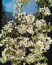 Amelanchier lamarckii C5 80-100 cm - Bladverliezend - Bloeiende plant - Informele haag - Prachtige herfstkleur