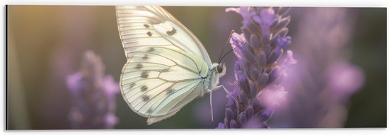 Dibond - Insect - Vlinder - Bloem - Lavendel - 60x20 cm Foto op Aluminium (Wanddecoratie van metaal)