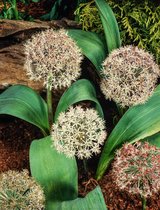3 stuks | Allium karataviense P9 cm