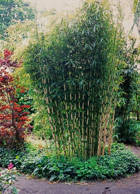tuinplanten.nl Bamboe Fargesia Robusta - 7 liter pot - 80-100 cm | bol