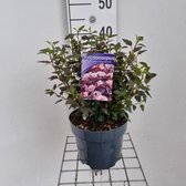 1 stuk(s) | Physocarpus opulifolius Little Joker C3 40-50 cm