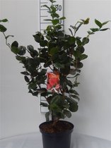 Camellia japonica 'Curly Lady' C5 60-70 cm