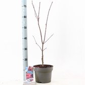 Acer palmatum 'Skeeter's Broom' C3 40-50 cm
