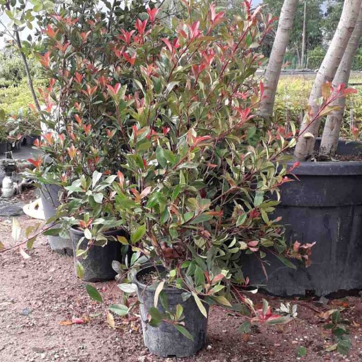 Photinia fraseri 'Red Robin' C10 80-100 cm - Makkelijk te snoeien - Vruchtdragend - Wintergroen - Bloeiende plant