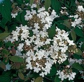 3 stuk(s) | Viburnum plicatum 'Watanabe' C1.3 20-25 cm