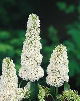 Buddleja davidii 'White Bouquet' C2 40-60 cm