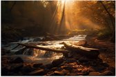 Poster Glanzend – Bossen - Bomen - Takken - Stenen - Zonlicht - 120x80 cm Foto op Posterpapier met Glanzende Afwerking