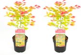 Plante en Boite - Acer palmatum 'Moonrise' - Set de 2 - Érable du Japon Résistant à l'hiver - Pot 19cm - Hauteur 40-50cm