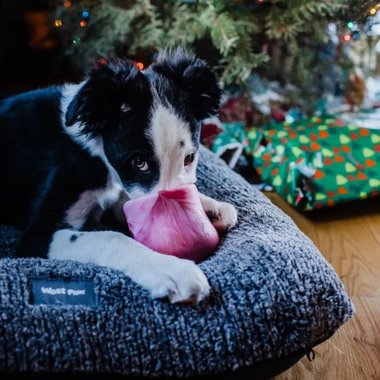 Een zwarte en witte puppy bijt op een roze speeltje op een grijs kleed, met een kerstboom op de achtergrond.