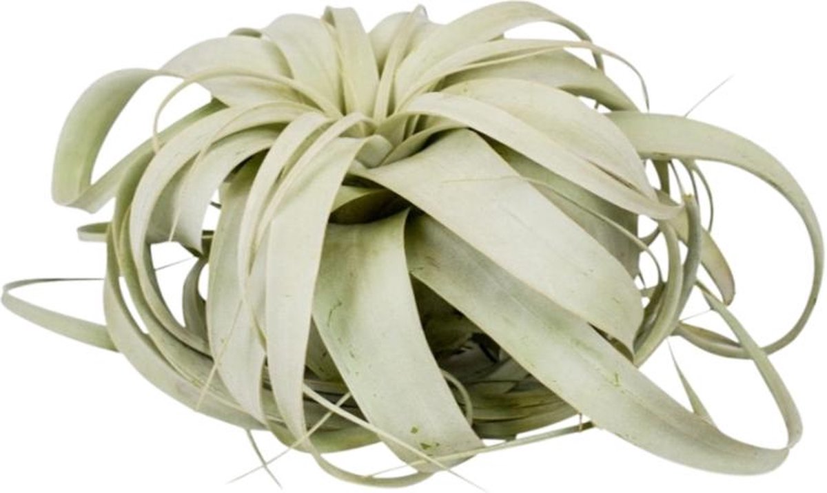 Tillandsia xerographica