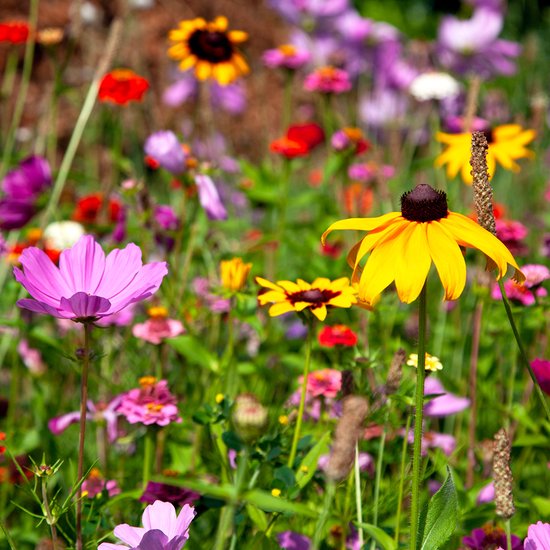 Tuin de Bruijn® zaden - Vlinderbloemen - XL verpakking - 5 gram zaden - Tuin de Bruijn