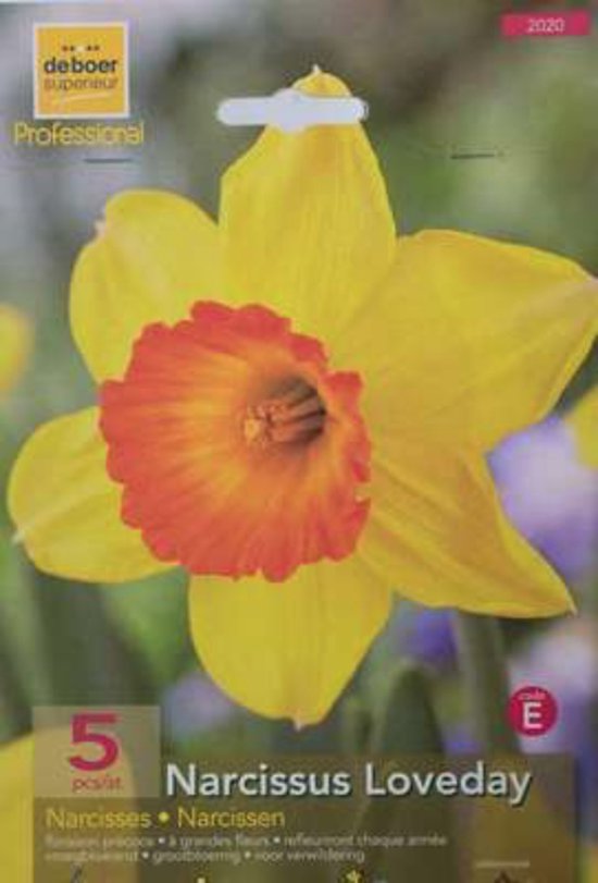 Narcissus 'Loveday' bol