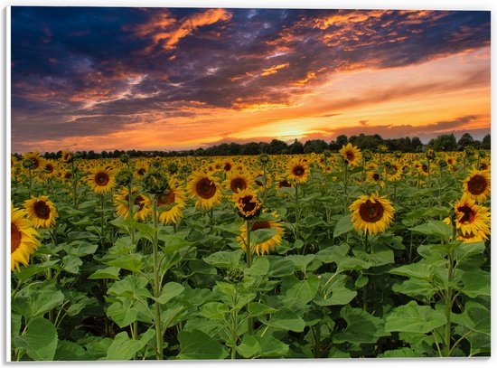 PVC Schuimplaat- Veld Vol Zonnebloemen bij Zonsondergang - 40x30 cm Foto op PVC Schuimplaat